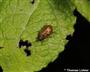 Käfer mit Blattfraß (großes Bild)